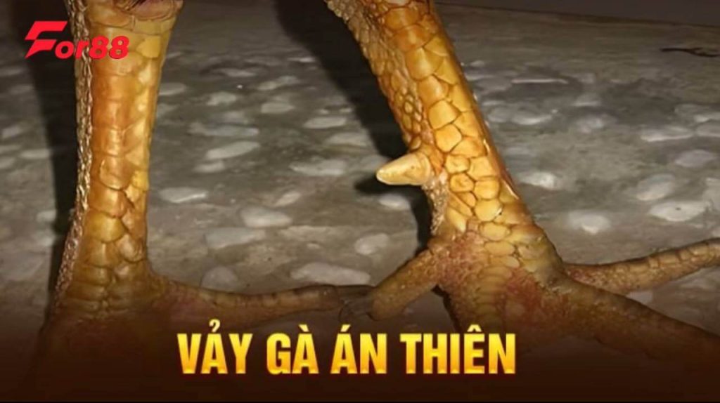 Vảy Gà Án Thiên